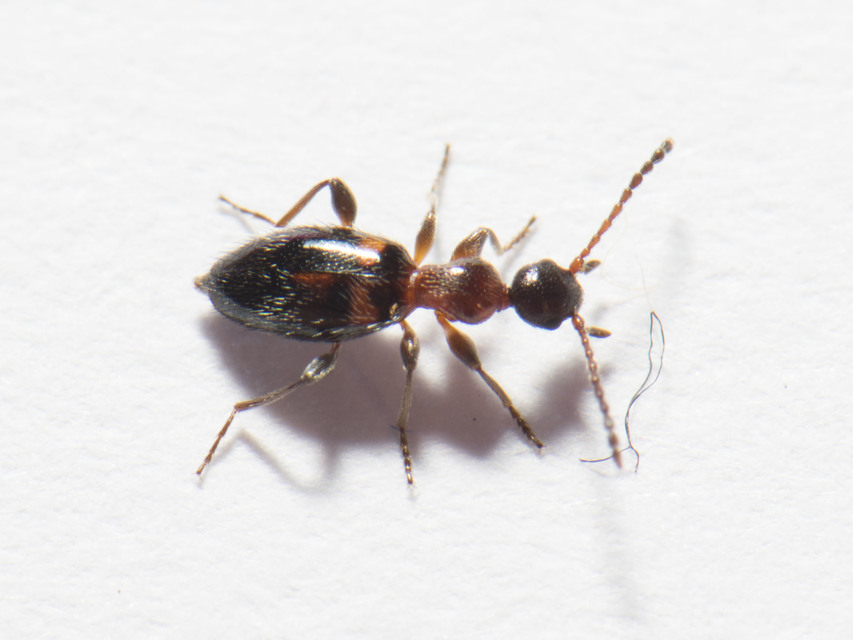 Anthelephila pedestris - hangyaszerű fürgebogár