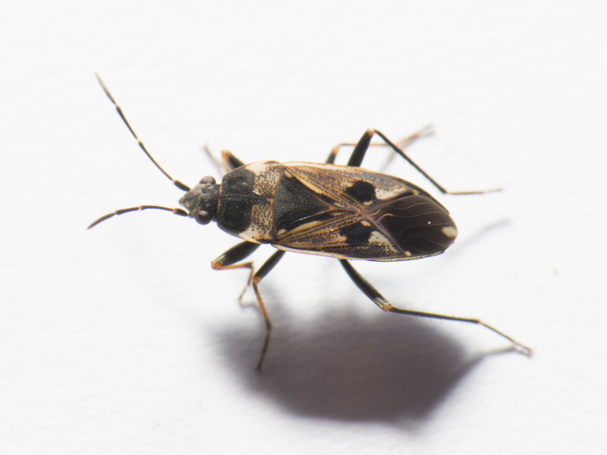 Rhyparochromus vulgaris - közönséges díszesbodobács