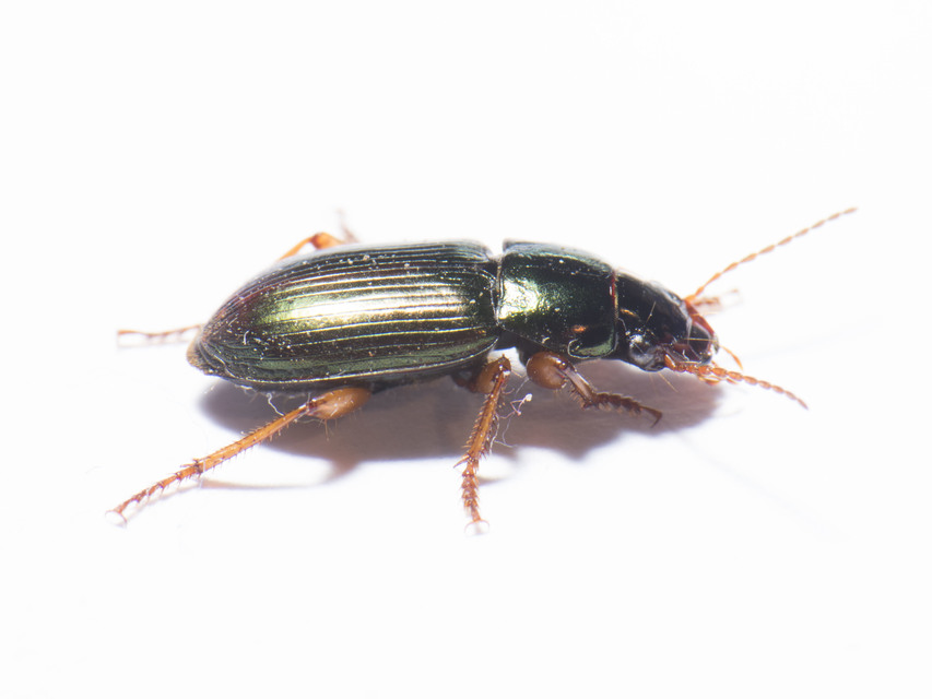 Harpalus affinis - szőrösszárnyú lomhafutó