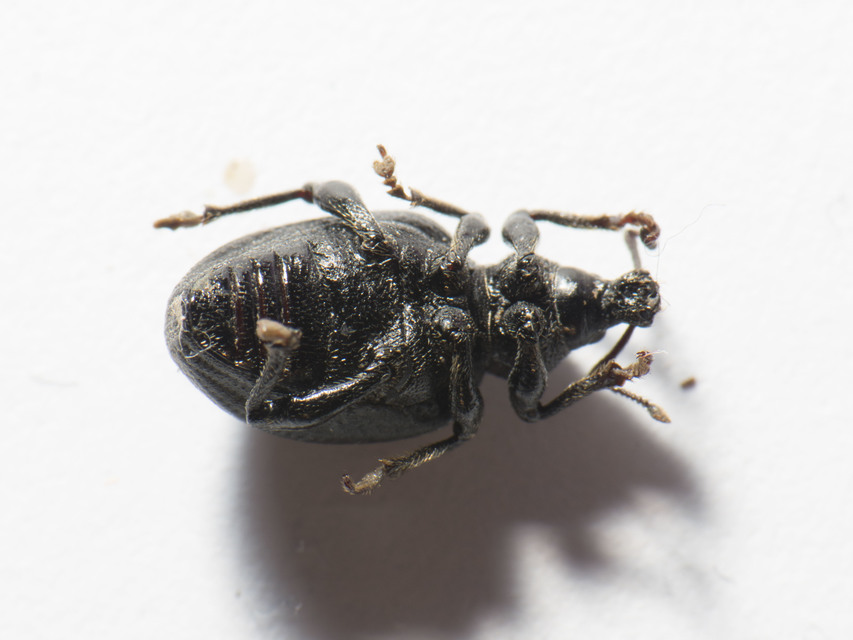 Otiorhynchus catenulatus - gyászos gyalogormányos
