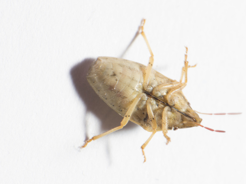 Aelia acuminata - közönséges szipolypoloska Aelia acuminata - közönséges szipolypoloska