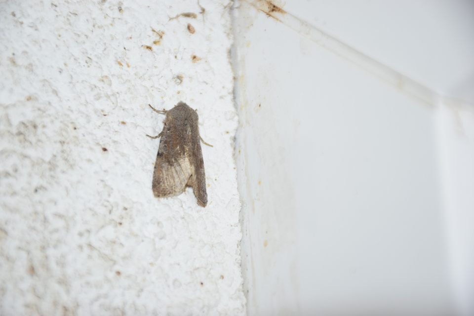 Cerastis rubricosa - vörhenyes tavaszibagoly