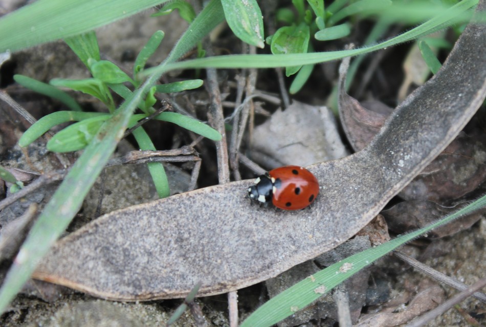 Coccinella septempunctata - hétpettyes katica