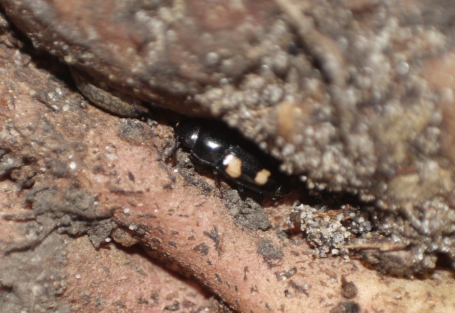 Glischrochilus quadrisignatus - amerikai fénybogár Glischrochilus quadrisignatus - amerikai fénybogár