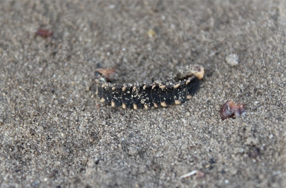 Lampyris noctiluca - nagy szentjánosbogár