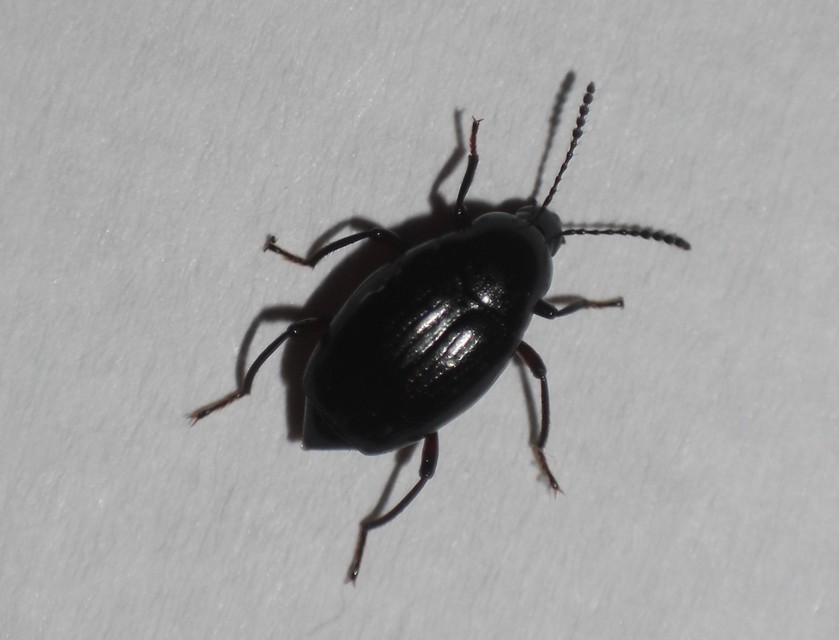 Scaphium immaculatum - görbelábú sajkabogár
