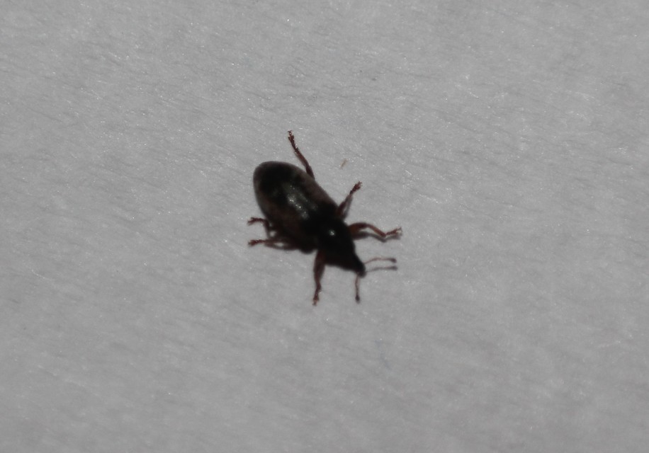 Dorytomus