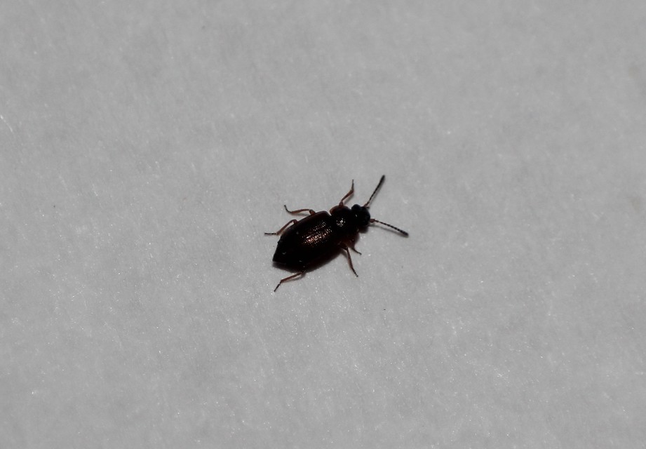 Anthobium atrocephalum - feketésfejű felemásholyva
