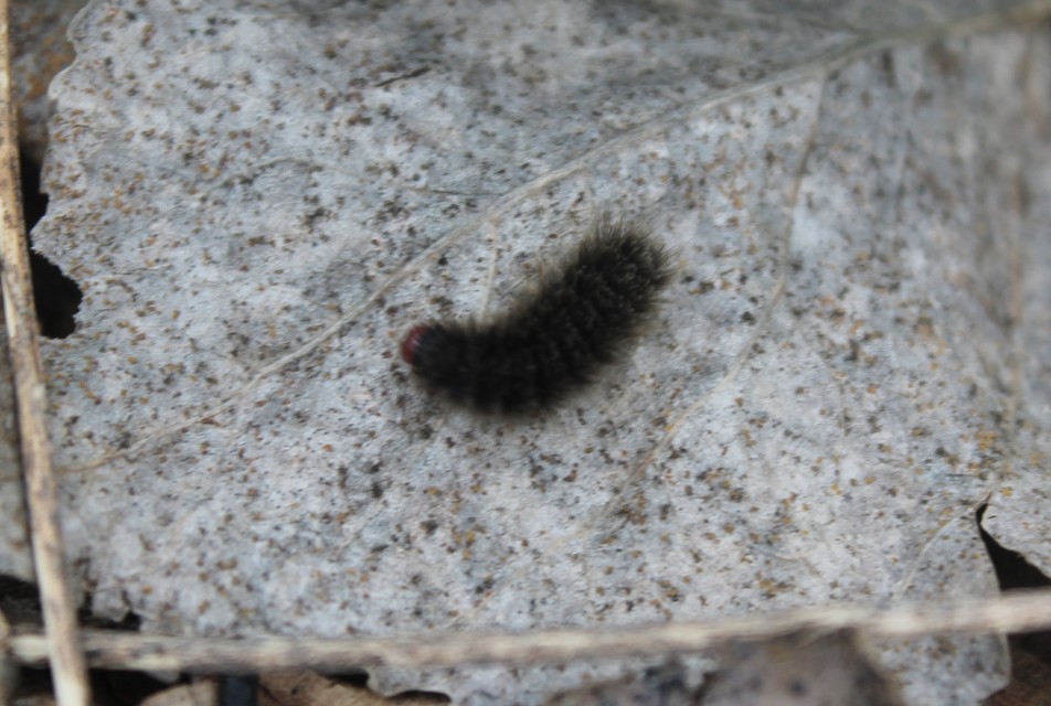 Amata phegea - fehérpettyes álcsüngőlepke