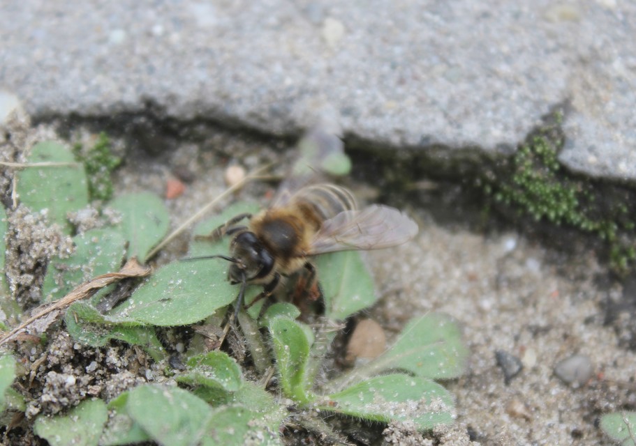 Apis mellifera - háziméh