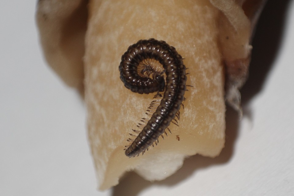 Diplopoda - Ikerszelvényesek