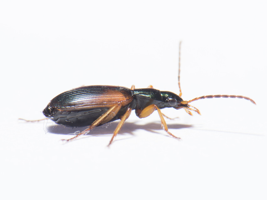 Anchomenus dorsalis - hátfoltos kisfutó