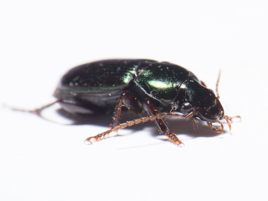 Harpalus affinis - szőrösszárnyú lomhafutó