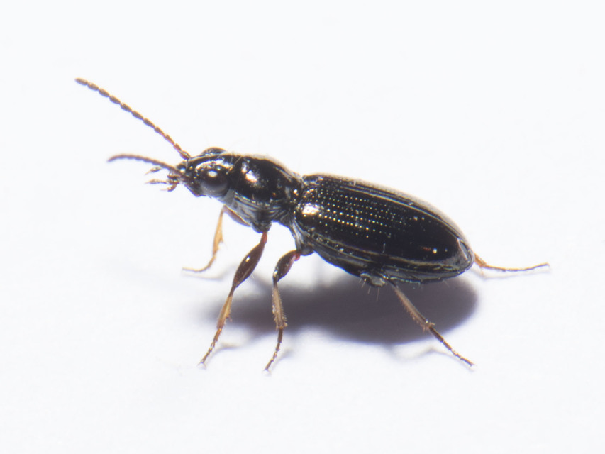 Bembidion properans - parlagi gyorsfutó