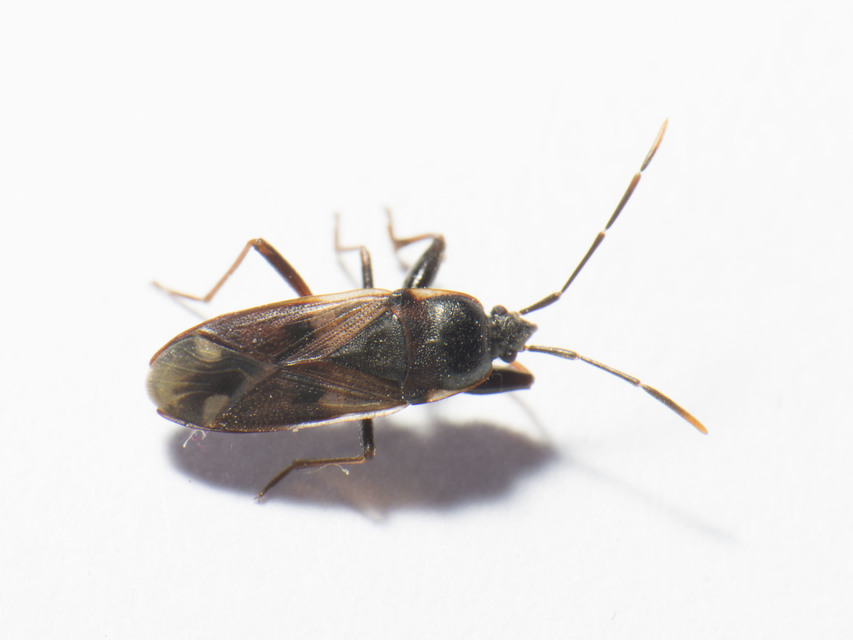 Eremocoris fenestratus - avarbodobács