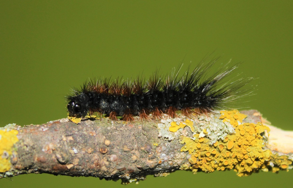 barna medvelepke hernyója