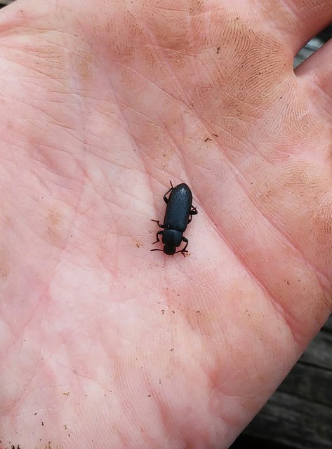 Menephilus cylindricus - fogasnyakú gyászbogár
