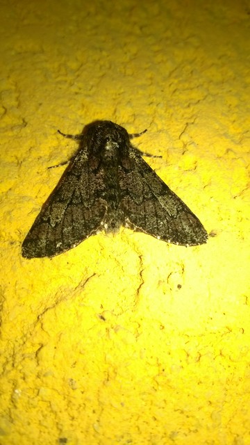 Biston strataria - barnapettyes araszoló