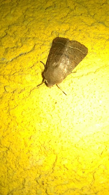 Orthosia cerasi - közepes barkabagoly
