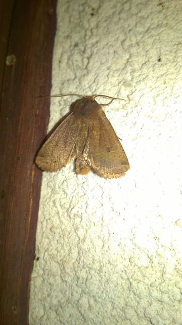 Conistra erythrocephala - vörösfejű őszibagoly