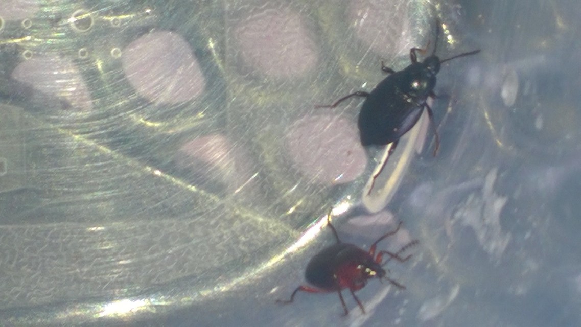 Scaphium immaculatum - görbelábú sajkabogár