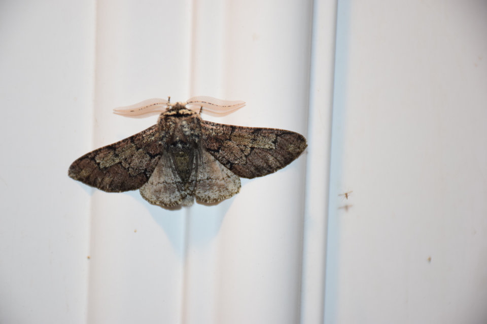 Biston strataria - barnapettyes araszoló