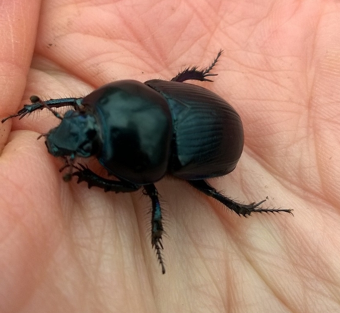 Geotrupes spiniger - közönséges álganéjtúró
