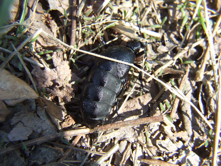 Meloe proscarabaeus - közönséges nünüke