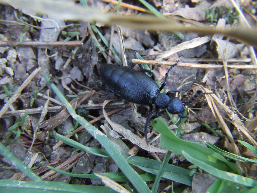 Meloe proscarabaeus - közönséges nünüke