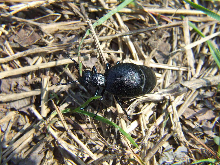 Meloe proscarabaeus - közönséges nünüke