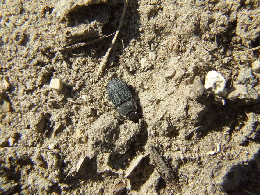 Opatrum sabulosum - sároshátú gyászbogár