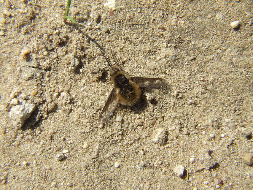 Bombylius major - szegélyes pöszörlégy