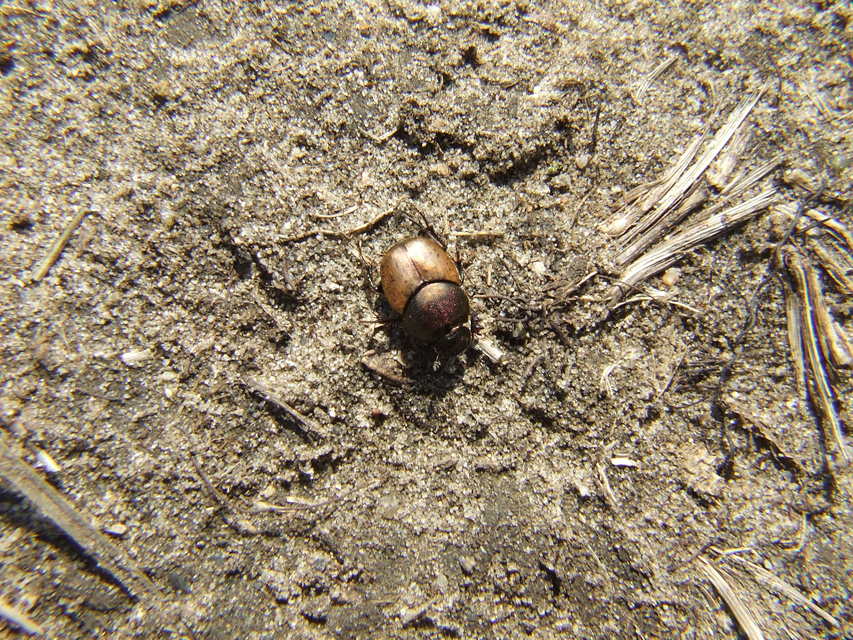 Onthophagus coenobita - rezes trágyatúró