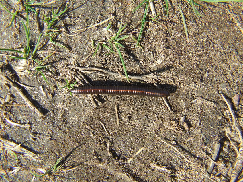 Diplopoda - Ikerszelvényesek