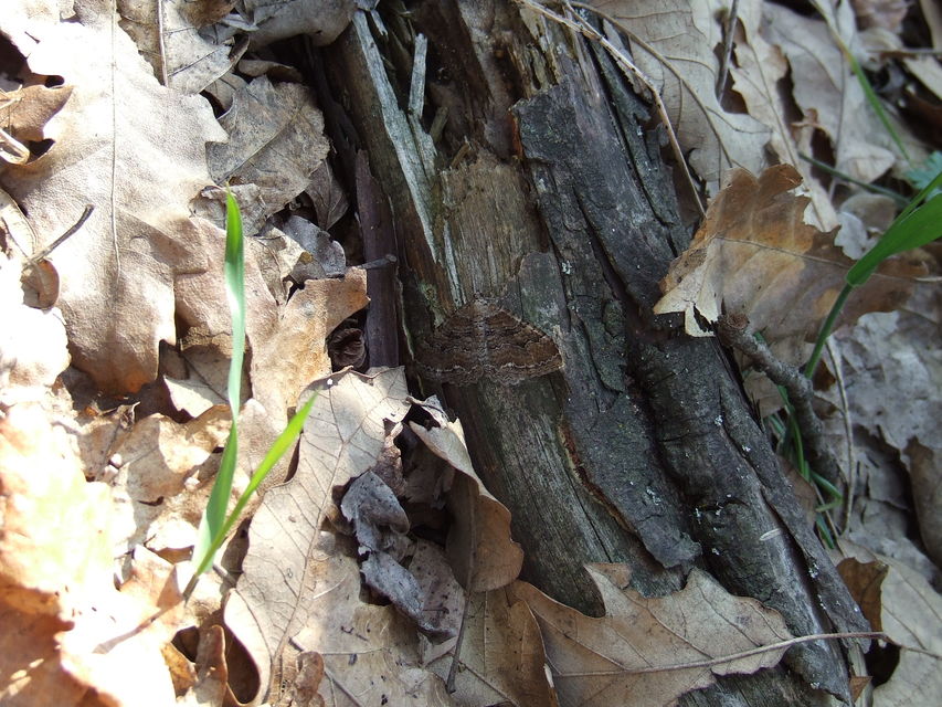 Hydria cervinalis - őzbarna araszoló