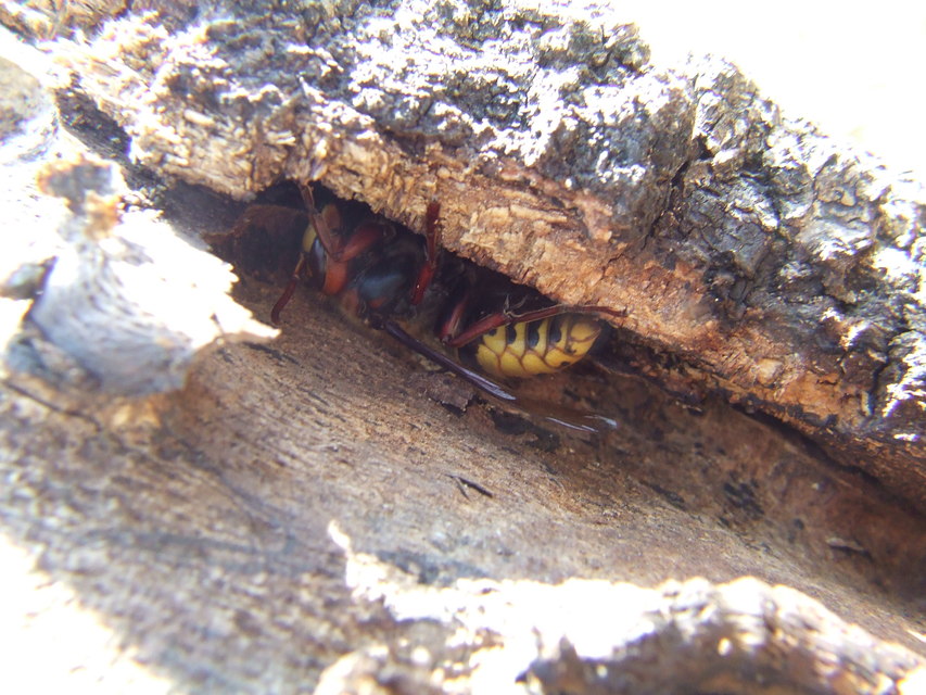 Vespa crabro - lódarázs
