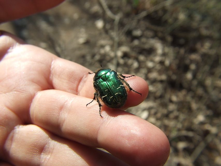 Cetonia aurata - aranyos virágbogár