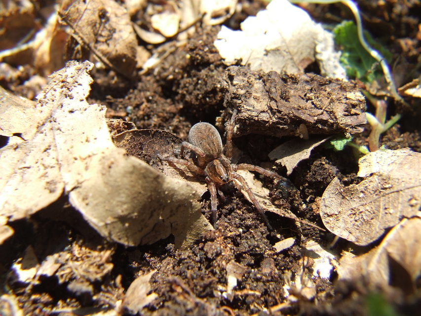 Trochosa