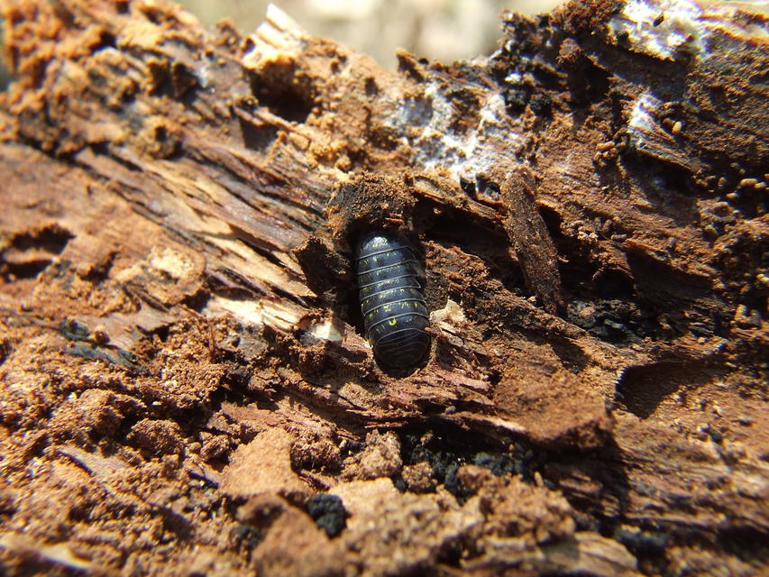 Armadillidium