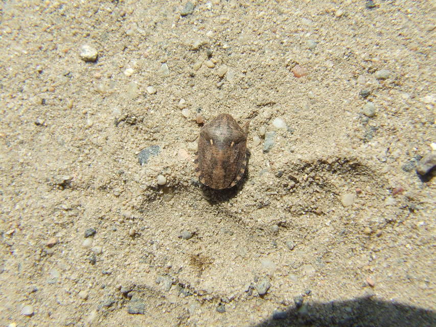 Eurygaster Eurygaster