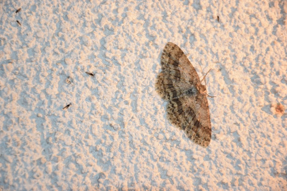 Ectropis crepuscularia - avararaszoló