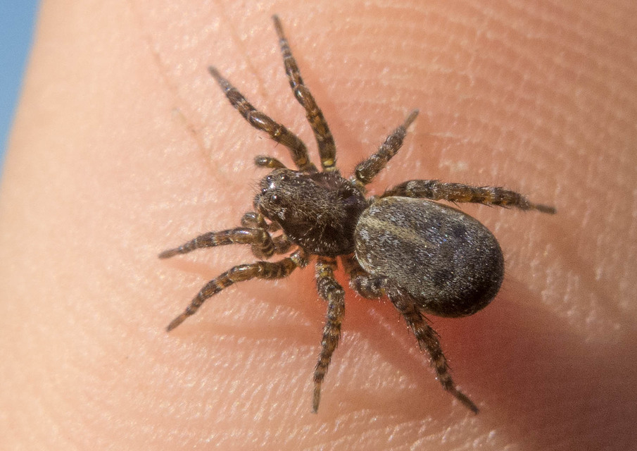 Arctosa leopardus