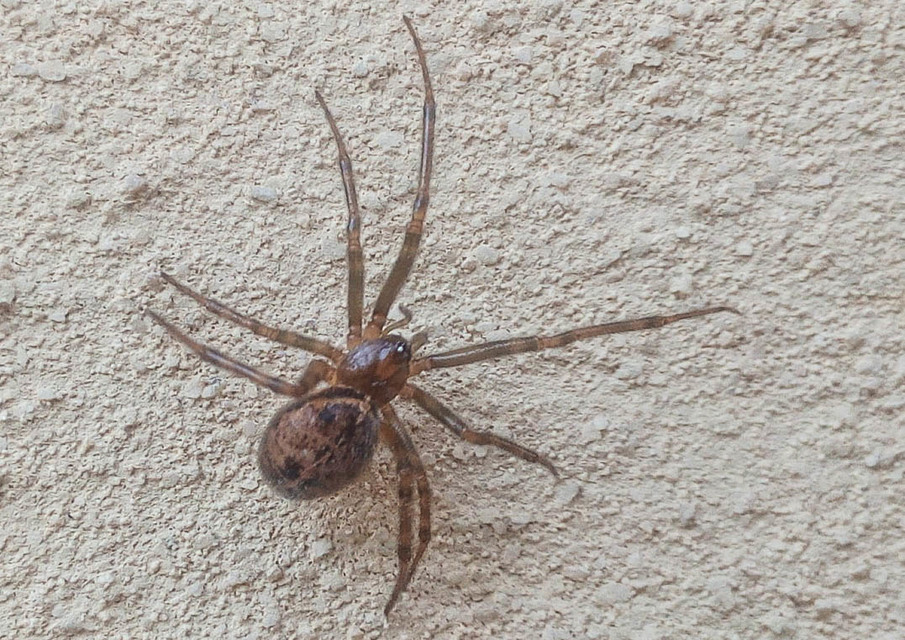 Steatoda castanea - gesztenyeszínű faggyúpók