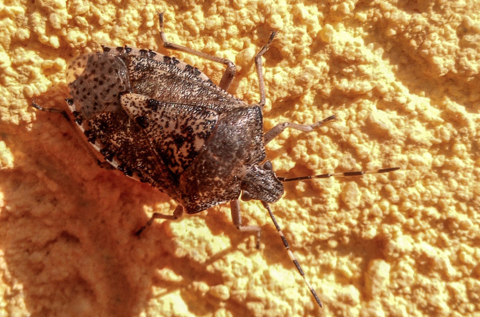 Rhaphigaster nebulosa - bencepoloska
