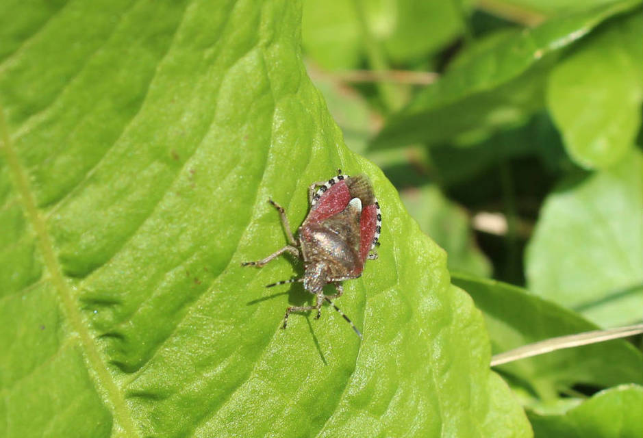 Dolycoris baccarum - közönséges bogyómászó-poloska Dolycoris baccarum - közönséges bogyómászó-poloska