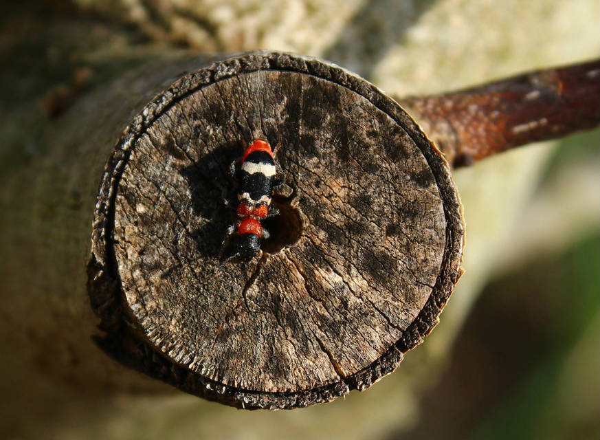 Thanasimus formicarius - vörösnyakú szúfarkas