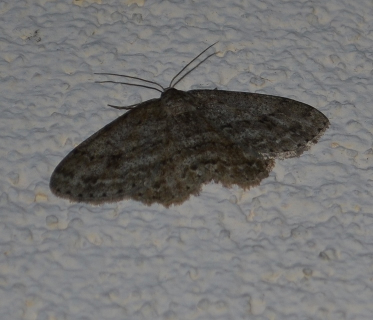 Ectropis crepuscularia - avararaszoló