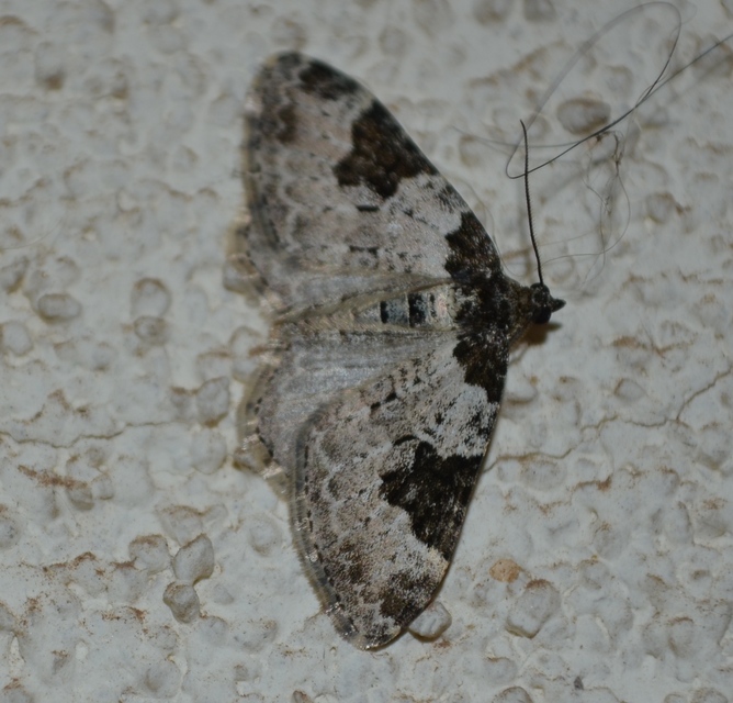 Xanthorhoe fluctuata - közönséges tarkaaraszoló