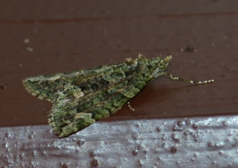 Chloroclysta siterata - salátazöld araszoló
