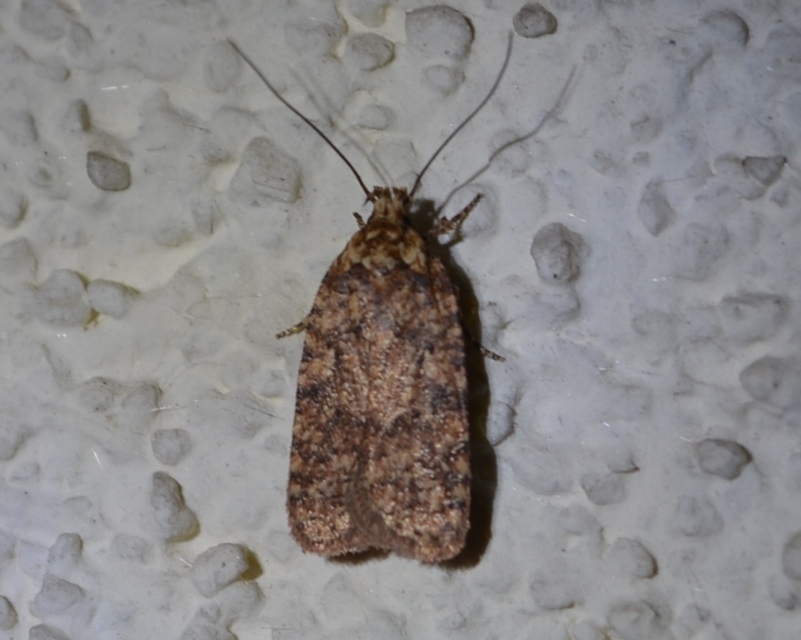 Agonopterix